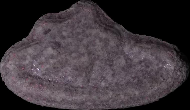 Pop Smoke (MDMA) sample pop-smoke-mdma-20032025